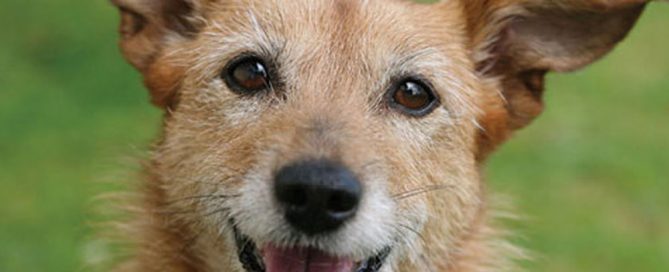 A happy, tan-colored dog with pointy ears and a shaggy coat is smiling, showing its teeth. The background is a blurred green, suggesting grass or a garden setting.