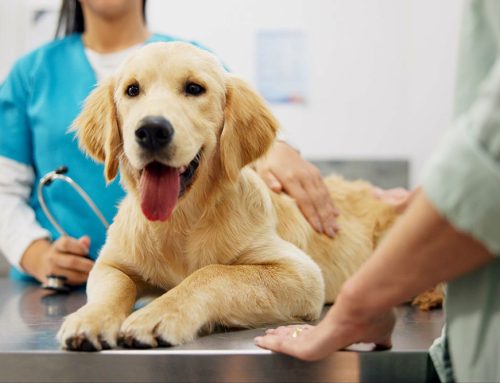 Why Annual Wellness Exams are Vital for Your Dog’s Longevity and Happiness