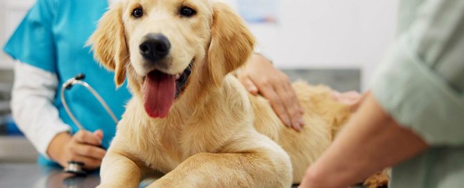 A smiling golden retriever puppy lies on a metal examination table in a veterinary clinic. A person in a blue uniform with a stethoscope is checking the puppy, while a hand rests gently on its back.