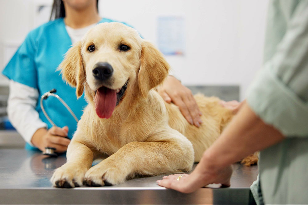 A smiling golden retriever puppy lies on a metal examination table in a veterinary clinic. A person in a blue uniform with a stethoscope is checking the puppy, while a hand rests gently on its back.