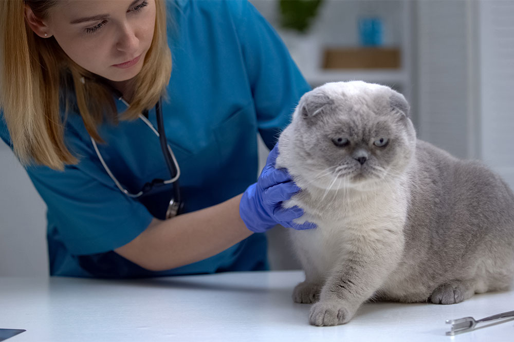 A veterinarian in blue scrubs and purple gloves is examining a grey and white cat on a table in a clinic. The cat has folded ears and appears calm. A syringe is visible nearby.