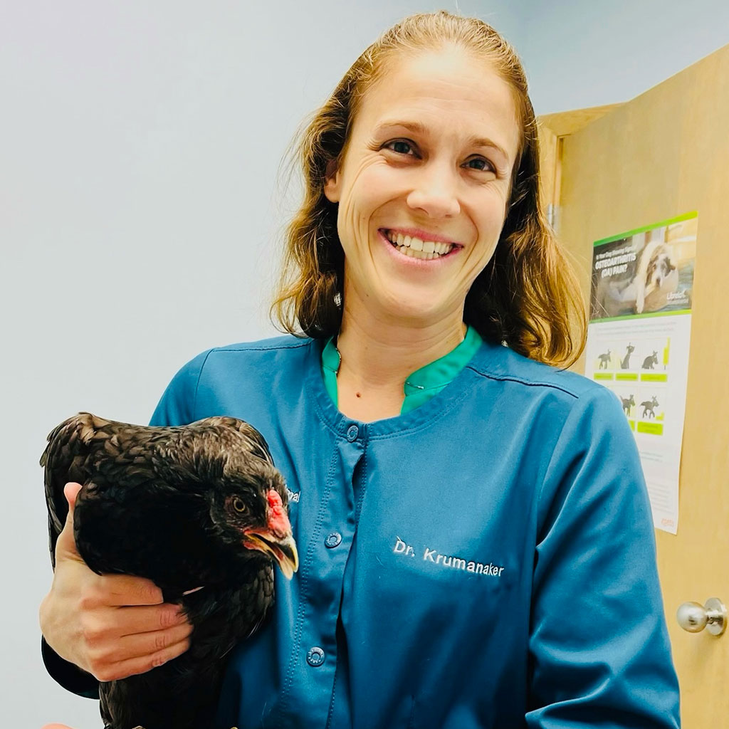 A smiling woman in a blue veterinary coat holds a black chicken with a red patch near its eye. She stands in a room with a wooden door and a poster on the wall, suggesting a veterinary setting.