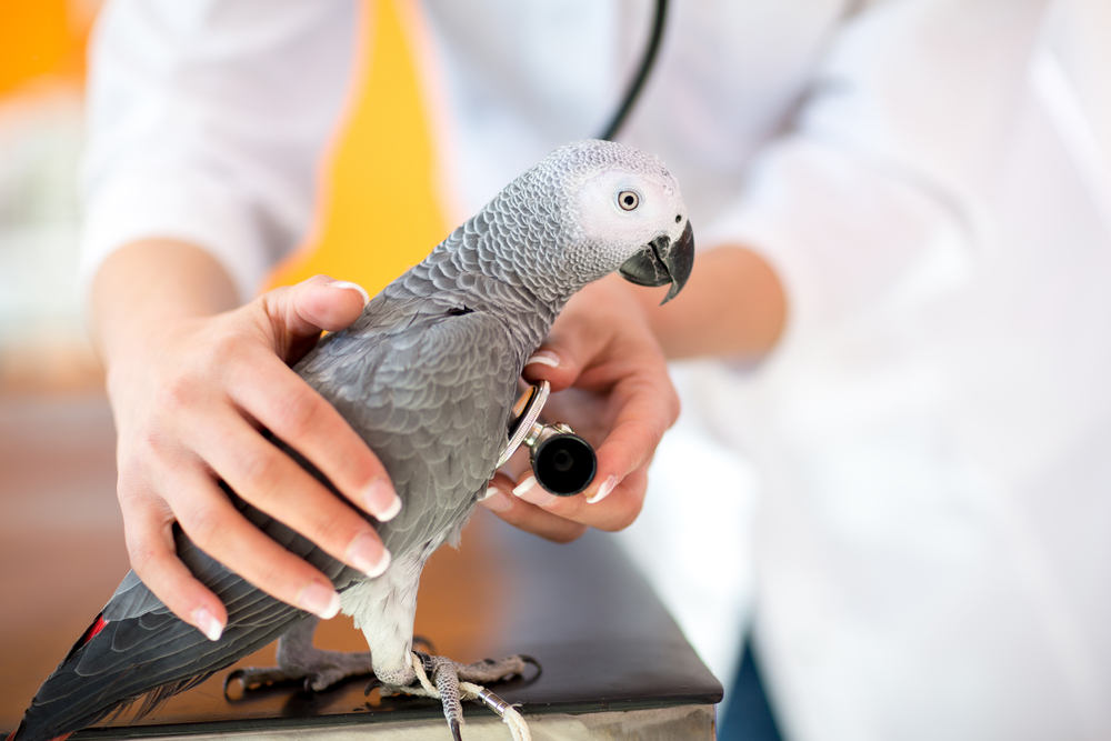 A veterinarian, wearing a white coat, examines an African Grey Parrot using a stethoscope. The parrot is perched on a table, looking curious and calm.