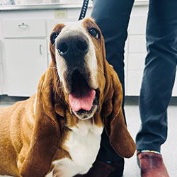 A basset hound with long ears and a brown and white coat looks up with its mouth open, sitting beside a person's legs in an indoor setting.