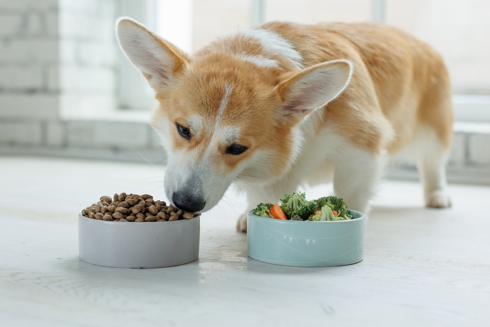 A corgi sniffs at a bowl of dry dog food, with another bowl of mixed vegetables, including broccoli and carrots, placed beside it. The setting is a bright room with white walls.