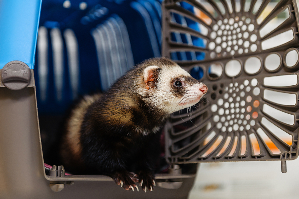 A ferret peeks out from the front of a pet carrier, with its nose poking through the circular opening. The carrier is blue and gray, and the ferret's fur is brown and white. The background is blurred.