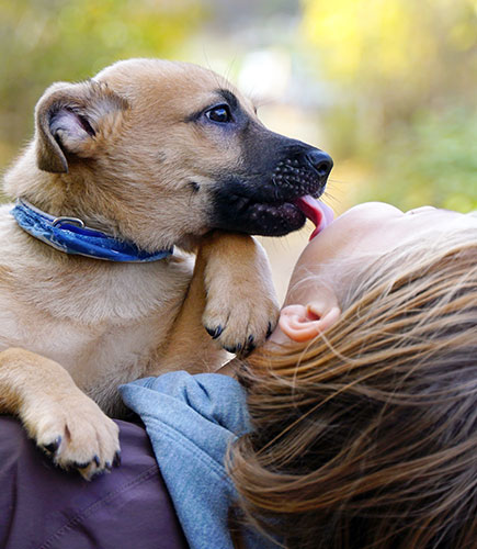 A playful brown puppy wearing a blue collar licks the face of a person with brown hair. The person is smiling and holding the puppy close, surrounded by a blurred outdoor background.