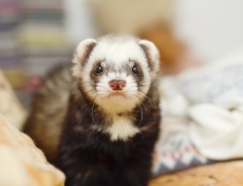 Essential Vaccinations for Keeping Your Cincinnati Ferret Healthy and Happy