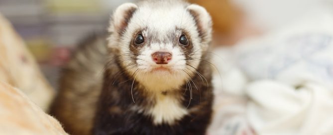 A close-up of a cute ferret with a white face and dark body, looking directly at the camera. The background is blurred, with soft colors and patterns, likely from blankets or cushions.