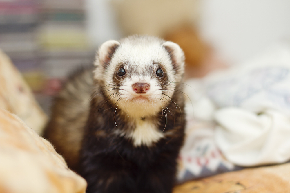 A close-up of a cute ferret with a white face and dark body, looking directly at the camera. The background is blurred, with soft colors and patterns, likely from blankets or cushions.