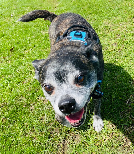 A small black and white dog with a blue harness stands on a grassy field, looking up with its mouth open and tongue slightly out. Its tail is wagging, and sunlight casts shadows on the grass.