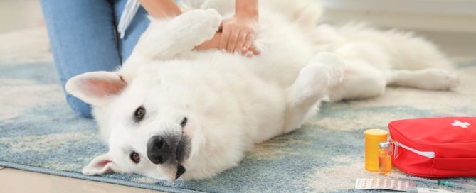 A fluffy white dog lies on its back on a blue rug while a person in blue jeans gives it a massage. Nearby are a red first aid kit and some medication, suggesting care or a home veterinary setting.