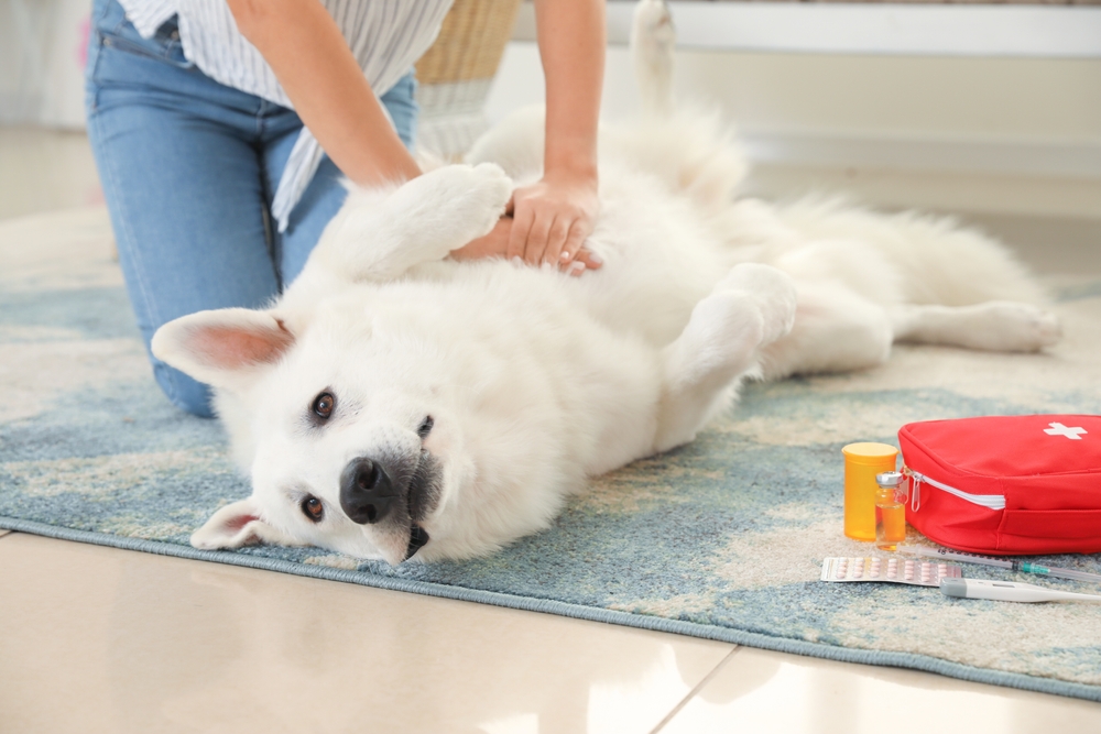 A fluffy white dog lies on its back on a blue rug while a person in blue jeans gives it a massage. Nearby are a red first aid kit and some medication, suggesting care or a home veterinary setting.