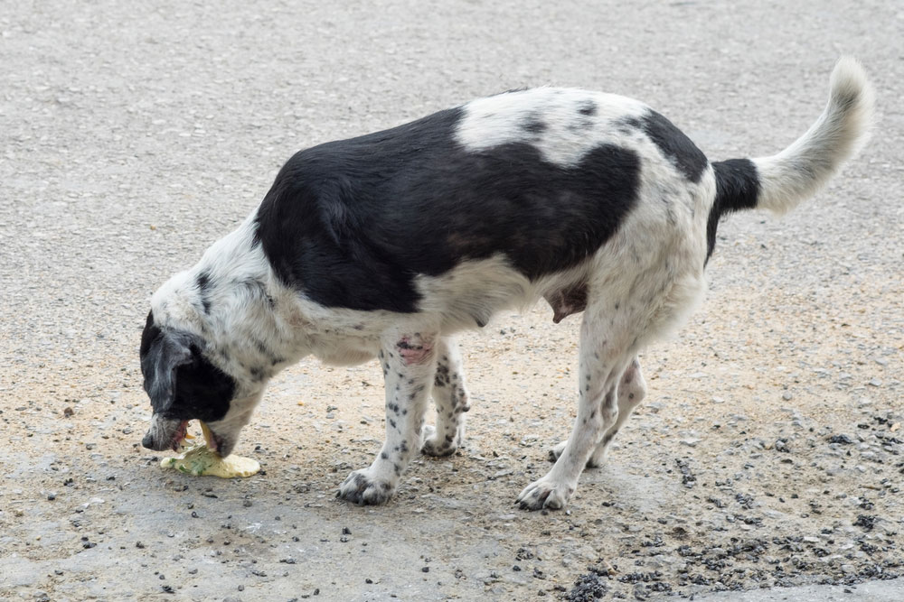 A black and white stray dog is standing on a rough textured ground, eating something from the ground. The dog's fur has patches of each color, and it appears slightly thin.