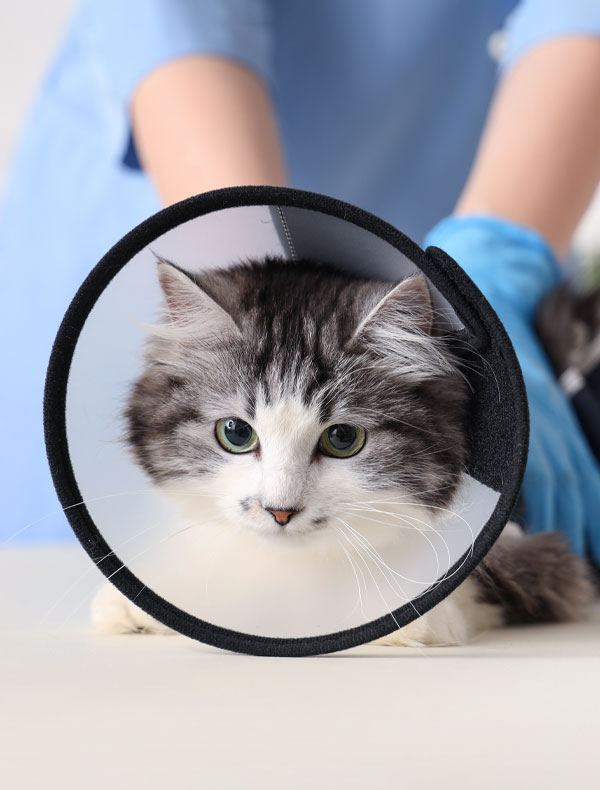 A fluffy gray and white cat wearing a protective cone collar sits on a table, with a person in blue scrubs and gloves gently holding it in the background.