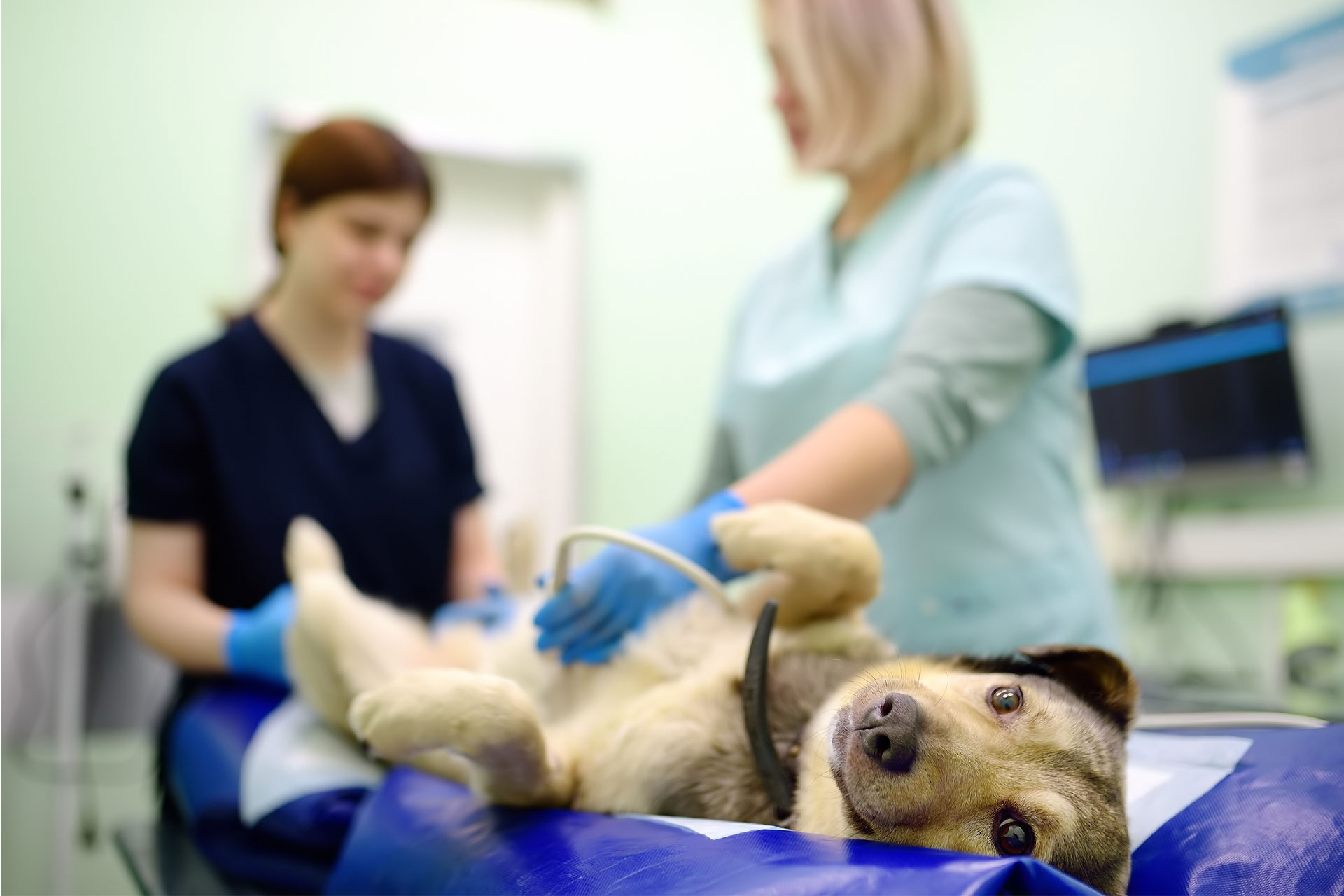 A dog lies on its back on a veterinary table while a vet performs an ultrasound. Another vet stands nearby. The dog looks calm and is gazing toward the camera.