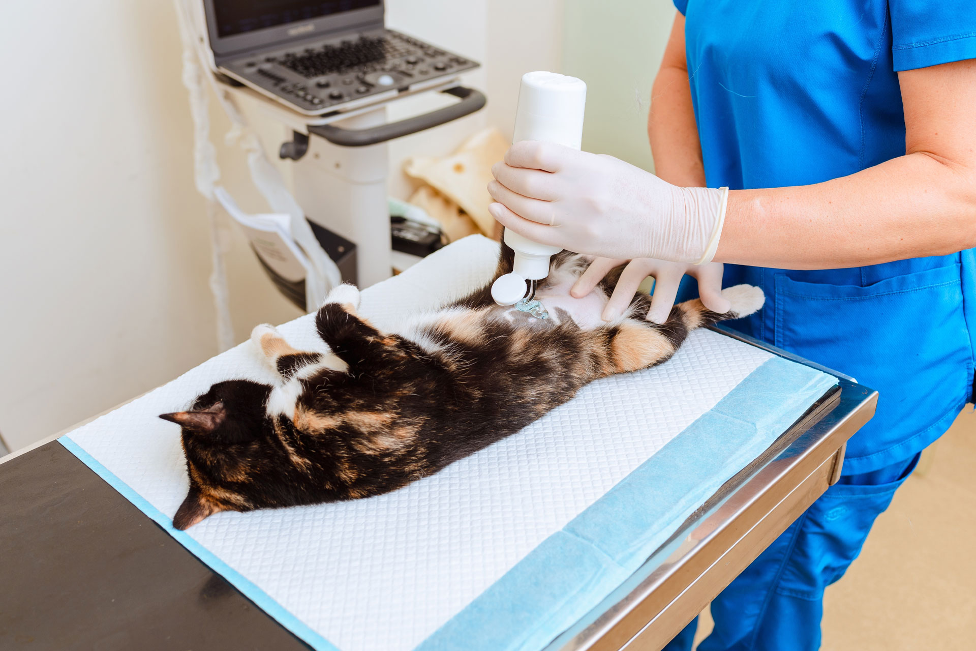 A veterinarian in blue scrubs performs an ultrasound on a cat lying on its back on an exam table, using a handheld device and wearing gloves.