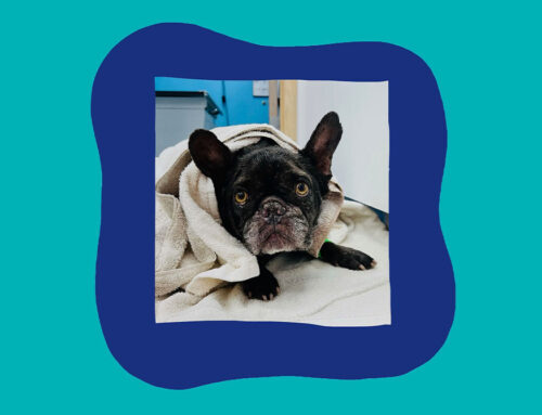 Keeping pets comfortable during recovery