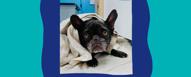 A French Bulldog wrapped in a towel lies on a blanket, looking up with wide eyes. The photo is framed by an irregular dark blue border on a teal background.
