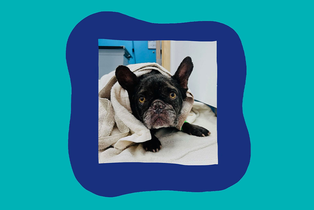 A French Bulldog wrapped in a towel lies on a blanket, looking up with wide eyes. The photo is framed by an irregular dark blue border on a teal background.
