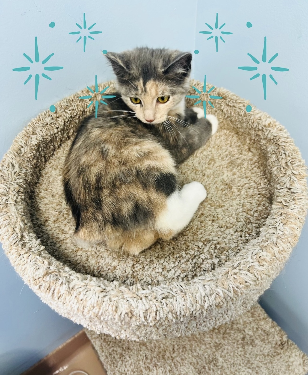 A calico kitten with yellow eyes lies curled up on a carpeted cat perch, looking slightly to the side. Blue sparkles are drawn around its head, and the background wall is light blue.