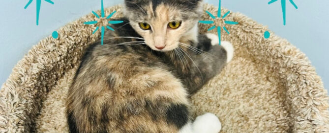 A gray, tan, and white cat with yellow eyes lies in a round, beige cat bed, looking over its shoulder. Blue star-shaped doodles decorate the light blue background.