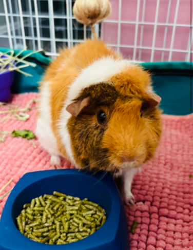 A brown and white guinea pig stands on a pink mat in its cage, next to a blue bowl filled with pellet food.