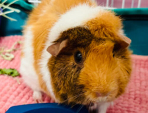 Ruby’s dental visit