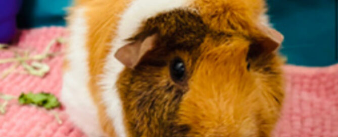 A brown and white guinea pig sits on a pink mat inside a cage, with some hay and a blue object nearby.