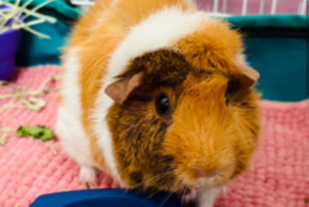 A brown and white guinea pig sits on a pink mat inside a cage, with some hay and a blue object nearby.