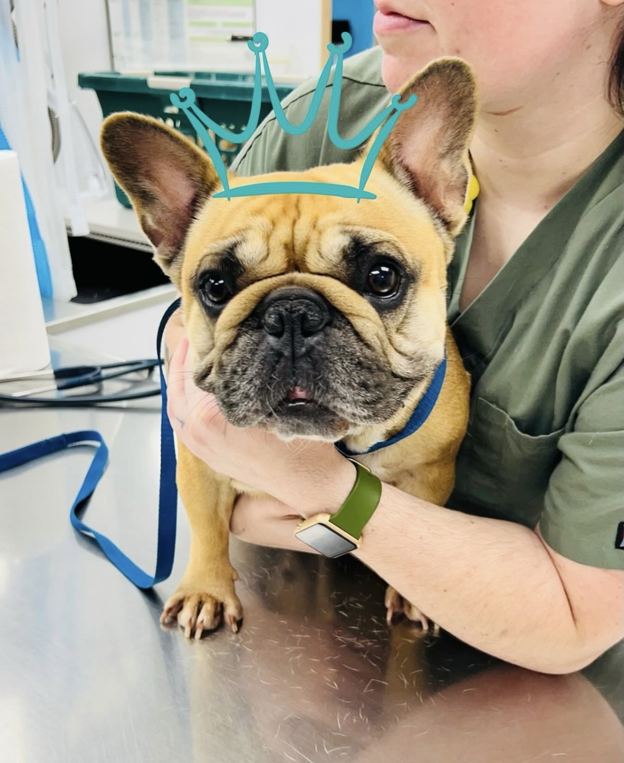 A French Bulldog wearing a teal doodle crown sits on a vet exam table, held gently by a person in green scrubs with a smartwatch. The dog looks alert and calm.