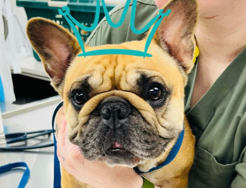 Meet the one and only Valeska Nutella