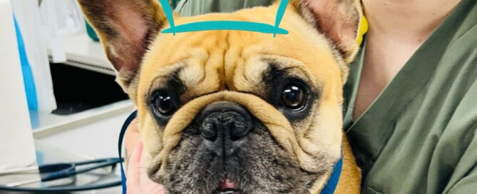A brown French Bulldog with a wrinkled face and large ears sits on a table, wearing a blue leash. A person in green scrubs holds the dog, and a blue crown illustration is drawn above the dog's head.