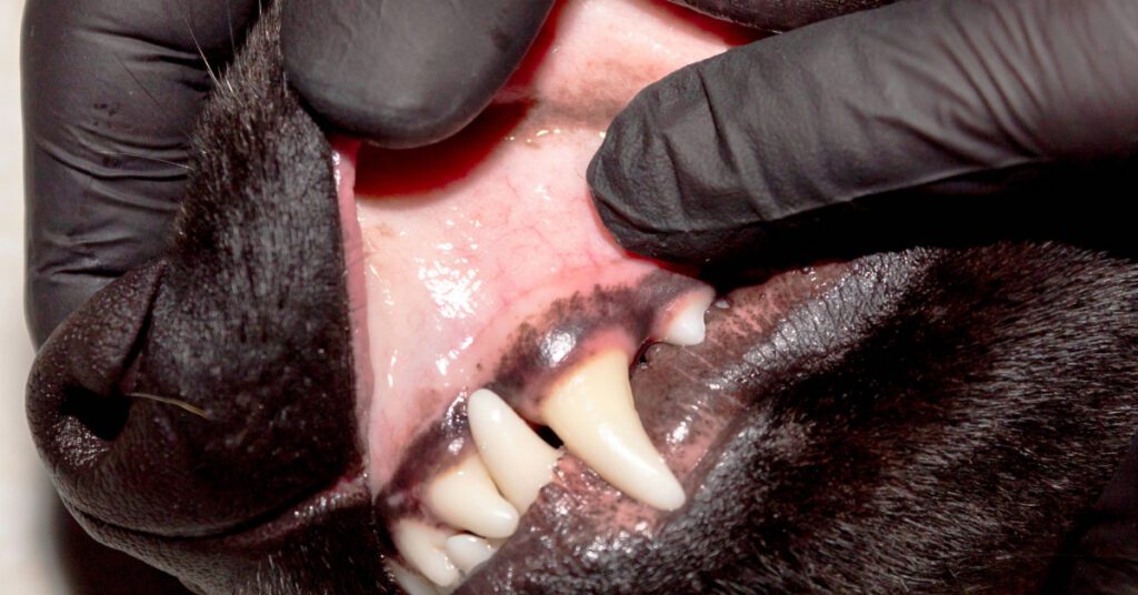 close up of dog's healthy gums
