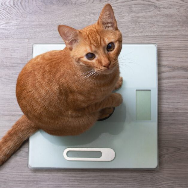 orange cat sitting on a weight scale looking up at the camera