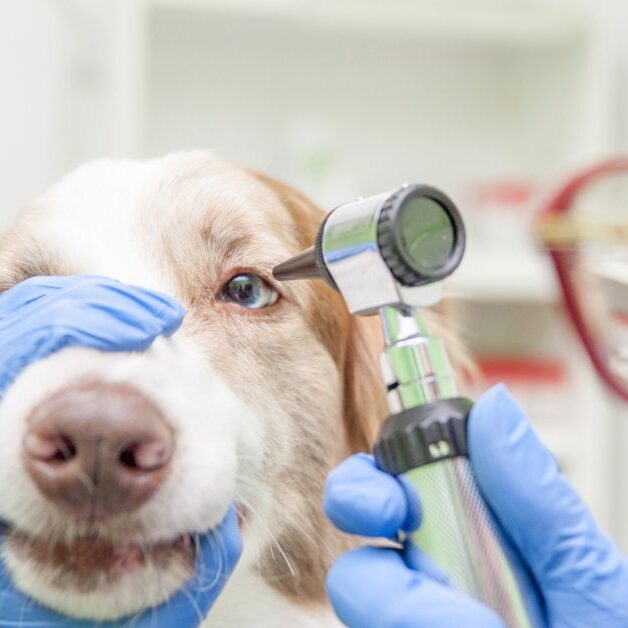 close up of vet examining dog cloudy eyes at clinic
