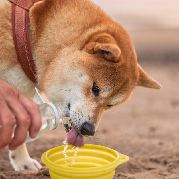 dog drinking water from a portable bowl while owner pours water from a bottle into it demonstrating dog thirst