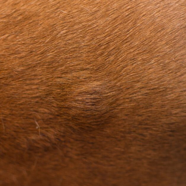close up of lump on dog
