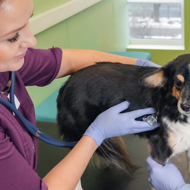 female vet examining dog at clinic