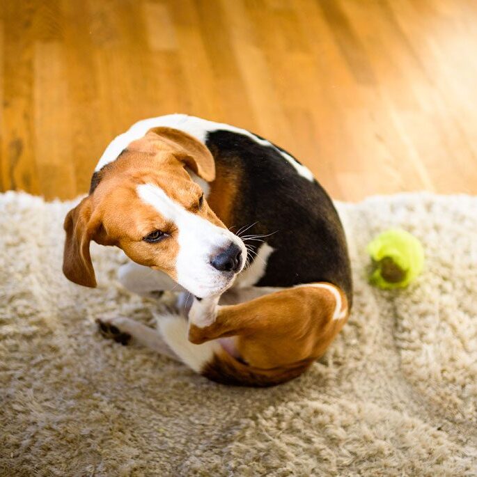 A beagle is sitting on a fluffy beige rug, turning its head to scratch behind its ear with its hind leg. A green tennis ball lies nearby on the hardwood floor. Sunlight streams in, highlighting the dog's healthy brown and white fur, as if just back from a check-up at the vet.