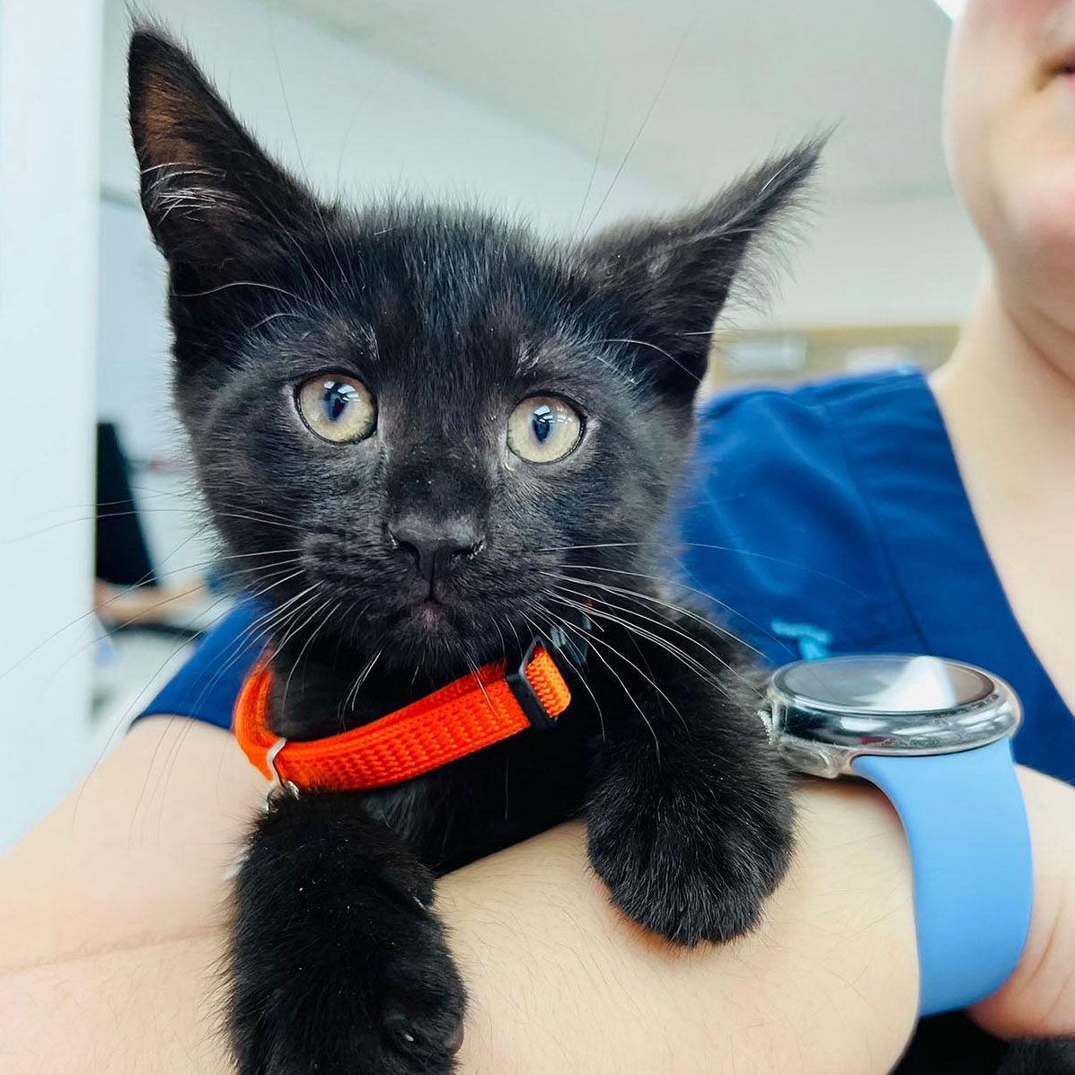close up of veterinary technician holding black kitten